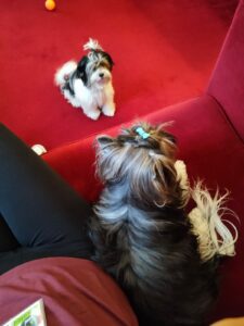 Travel Dog Sitting LCDS a Roma. Gandhi e Gracyn si rilassano in hotel