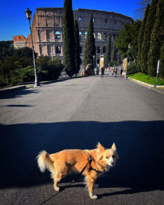 Travel Dog Sitting LCDS. Una gita a… Roma