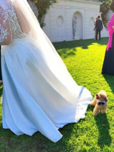 Wedding Dog Sitting LCDS a Villa Miani a Roma. L’elegantissimo Leone
