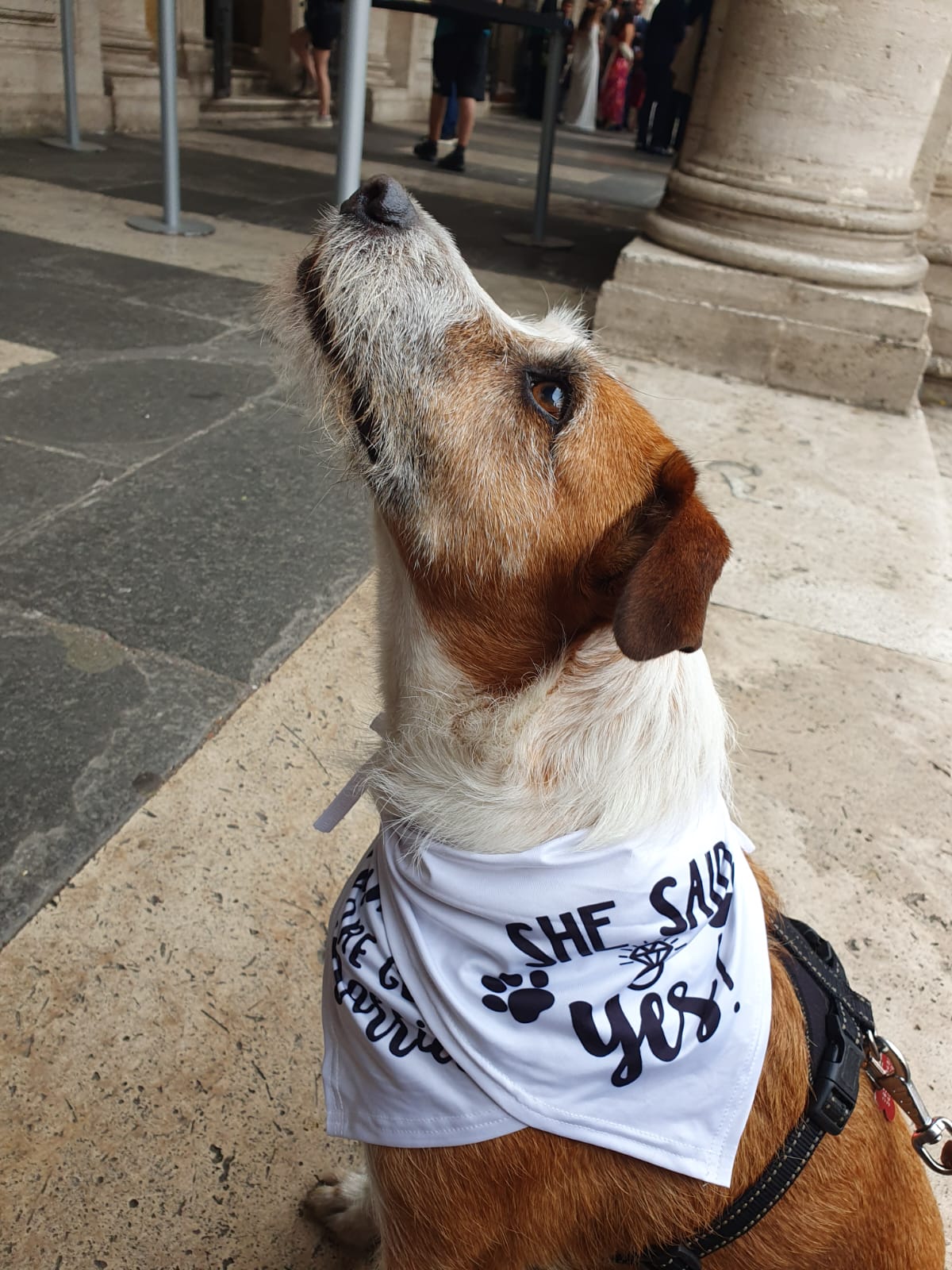 Wedding Dog Sitting LCDS in Campidoglio a Roma. Zola invitata speciale