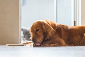 Il cane si lecca spesso le zampe: gli addestratori mettono in guardia, non è per una questione di igiene