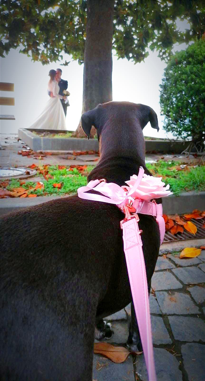 Wedding Dog Sitting LCDS a Roma. La dolcezza di Penelope