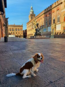 Travel Dog Sitting LCDS. Una gita a… Bologna
