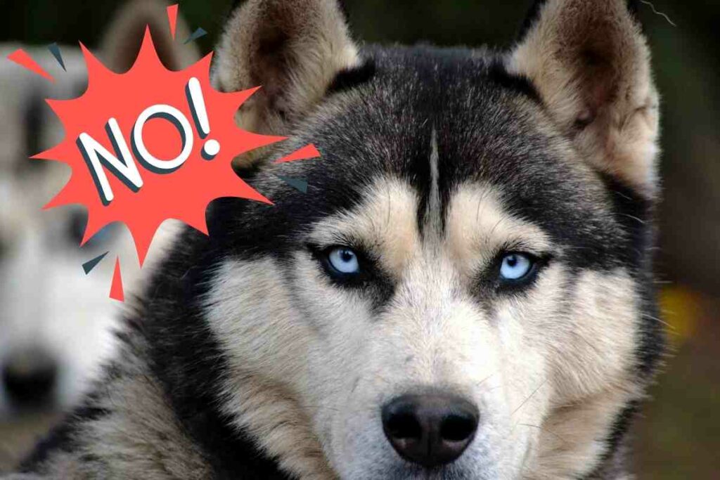 "Lettera di un cane abbandonato": straziante, ma utile a far capire come si può sentire un animale | Video