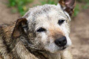 Cane anziano in casa, come trattarlo e a cosa stare attenti: guida utilissima