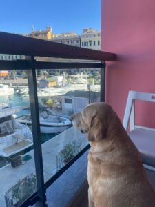 Travel Dog Sitting LCDS a Genova, Alfio si rilassa in Hotel