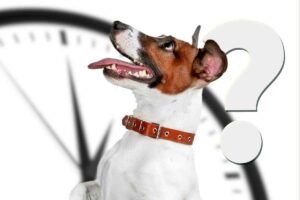 I cani hanno la percezione del tempo? Ecco come vivono la tua assenza