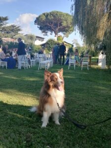 Wedding Dog Sitting LCDS a Sutri. Per Rolly una giornata piena di gioia.