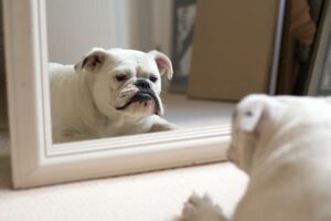 Il cane si riconosce allo specchio?