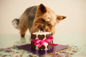 Come si calcola l’età del cane in anni umani?