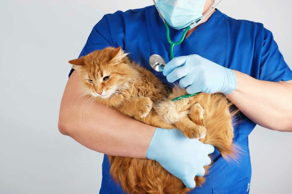 gatti avvelenati permetrina