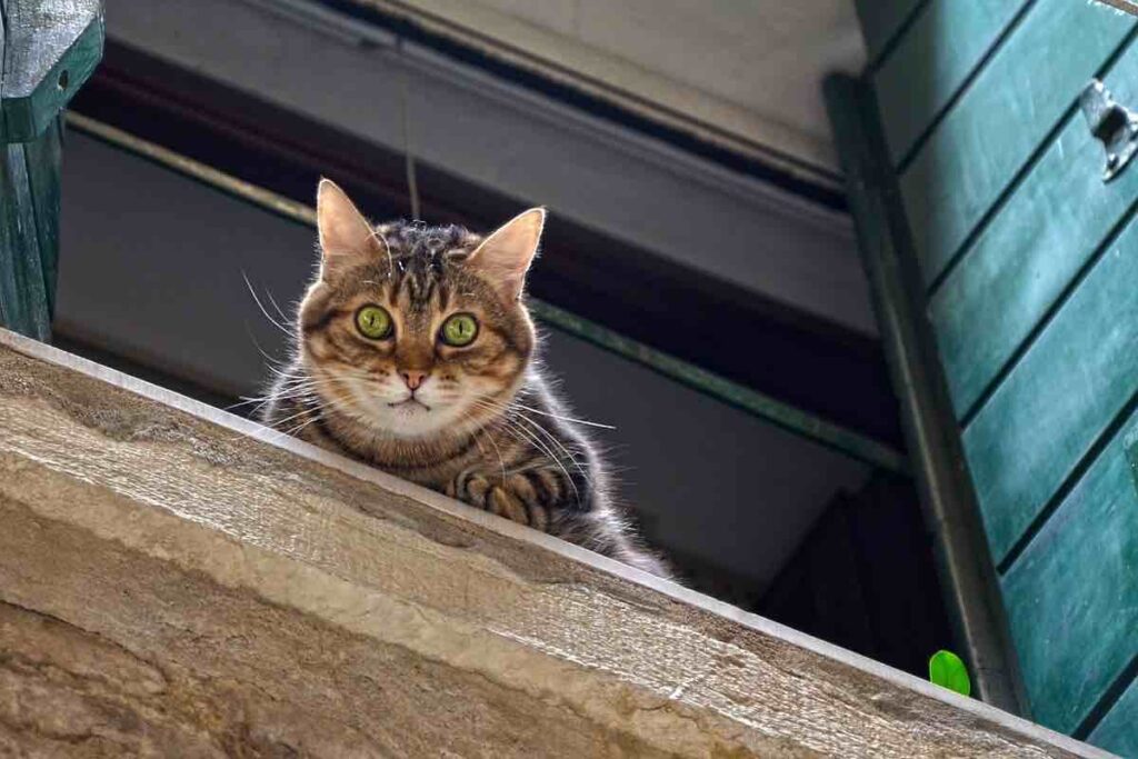 Gatto: le finestre sono molto pericolose per lui