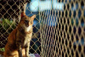 Gatti, come rendere sicuri i balconi per i nostri amici a 4 zampe: la rete non basta