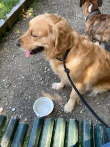 Travel Dog Sitting a Torino. Visita guidata anche per Upper!