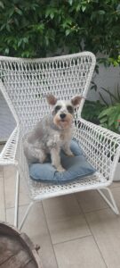 Travel Dog Sitting LCDS a Roma. Per Sophia ben due Tate!