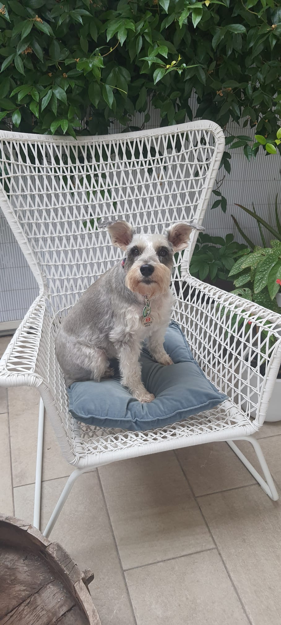 Travel Dog Sitting LCDS a Roma. Per Sophia ben due Tate!