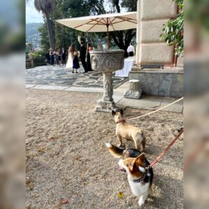 Wedding Dog Sitting LCDS nella riviera ligure. Alfie e Buddy protagonisti assoluti.