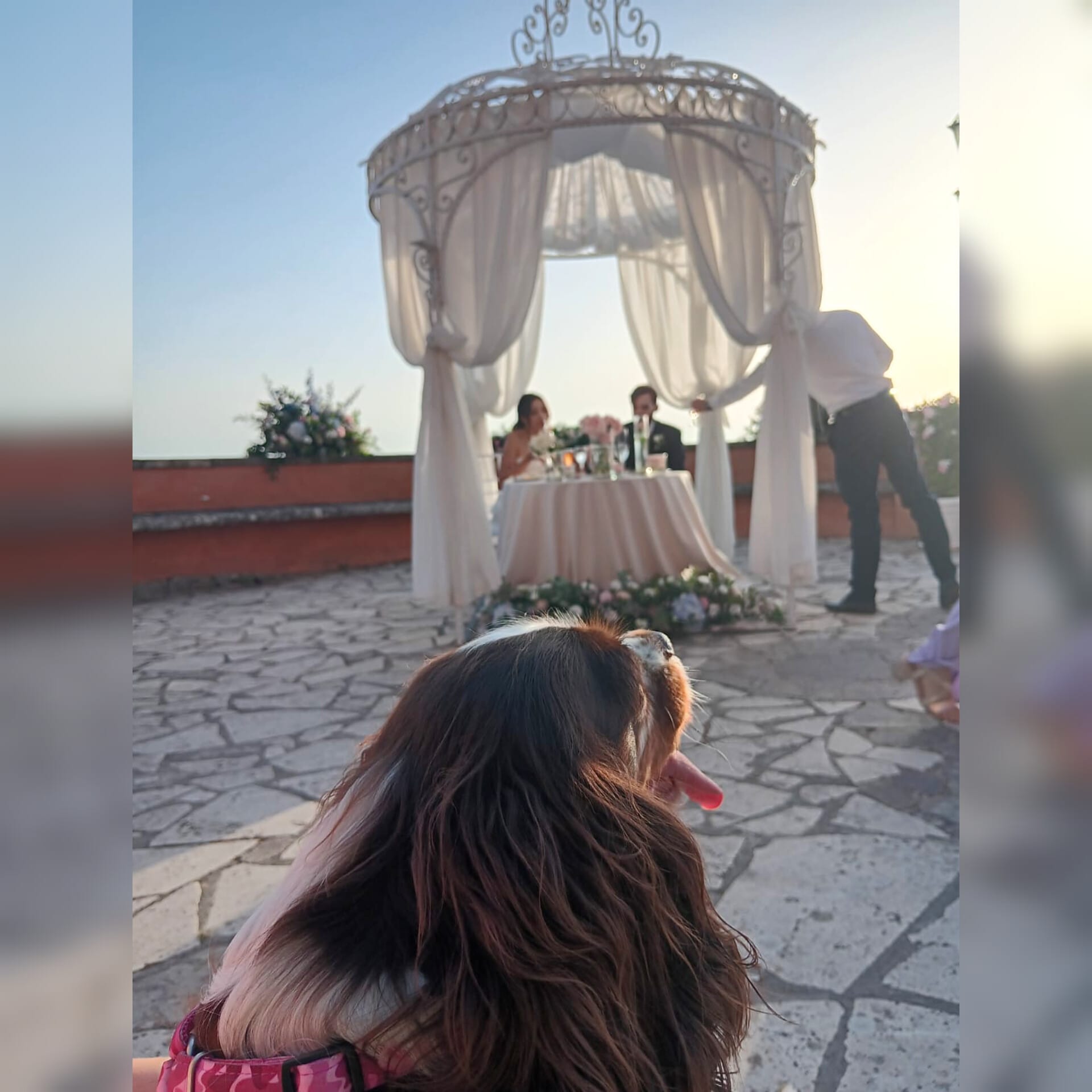 Wedding Dog Sitting ai Castelli. La dolcezza di Mia