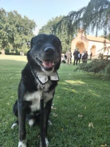 Wedding Dog Sitting LCDS in masseria. La dolcezza di Airon