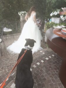 Wedding Dog Sitting LCDS a Marino. La gioia di Ragnar