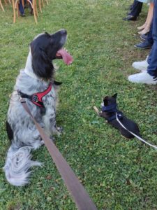 Wedding Dog Sitting LCDS. Applausi per Backy ed Elvis.